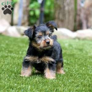 Tinker, Yorkie Puppy
