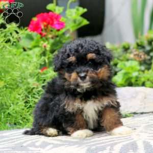 Tinker, Havapoo Puppy