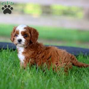 Tinker, Cavapoo Puppy