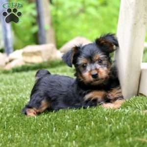 Tinker, Yorkie Puppy