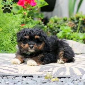 Tinker, Havapoo Puppy