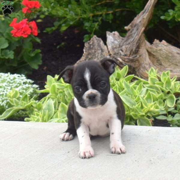 Tinkerbell, Boston Terrier Puppy