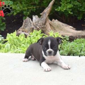 Tinkerbell, Boston Terrier Puppy