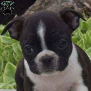Tinkerbell, Boston Terrier Puppy