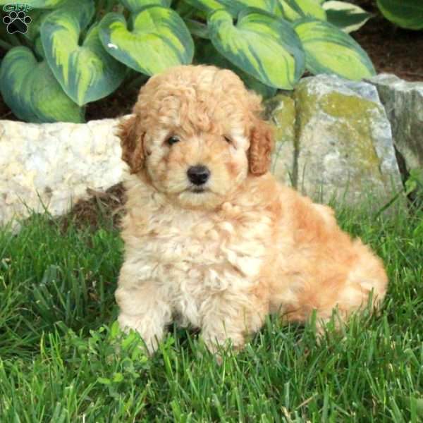Tippy, Miniature Poodle Puppy