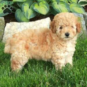 Tippy, Miniature Poodle Puppy