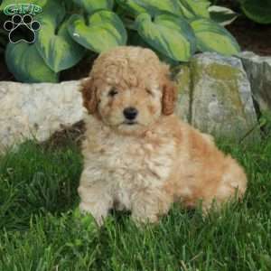 Tippy, Miniature Poodle Puppy