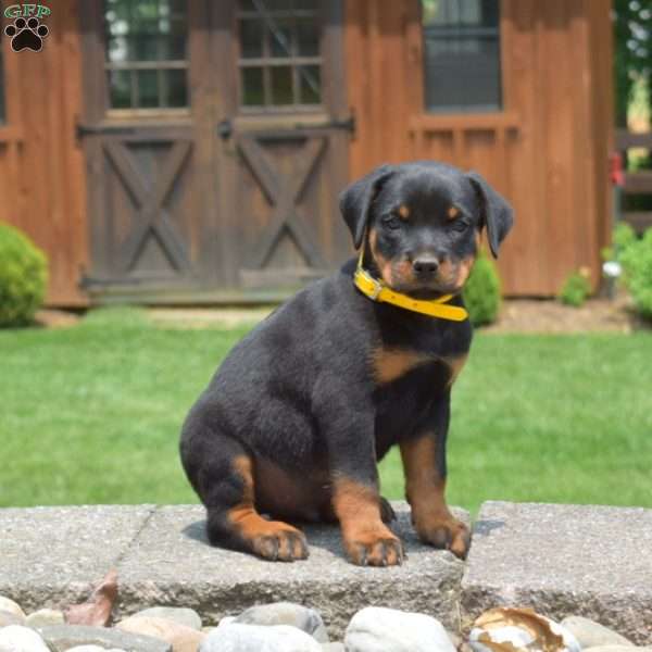 Titan, Rottweiler Puppy
