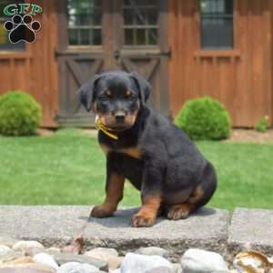 Titan, Rottweiler Puppy