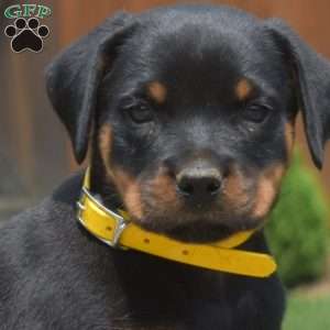 Titan, Rottweiler Puppy