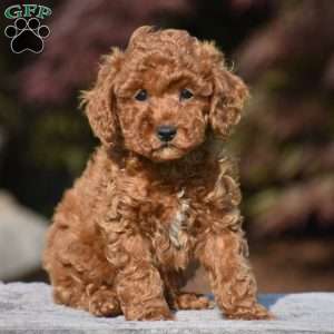 Titan, Miniature Poodle Puppy