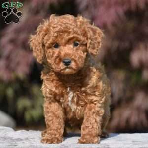 Titan, Miniature Poodle Puppy