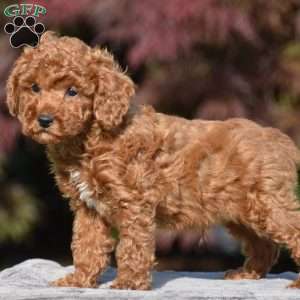 Titan, Miniature Poodle Puppy
