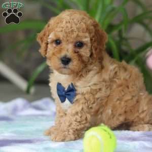 Toby, Cavapoo Puppy