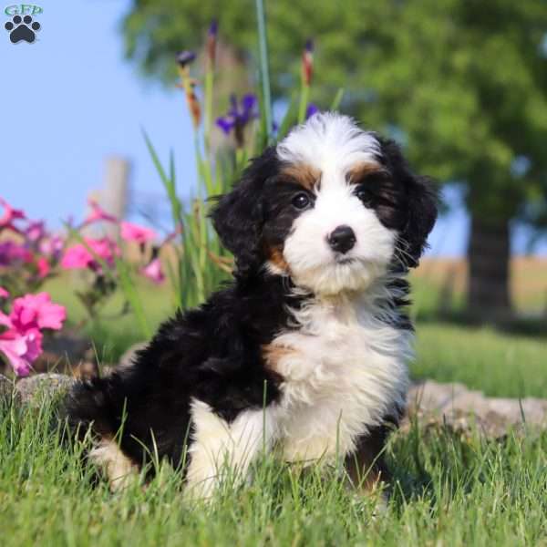 Toby, Mini Bernedoodle Puppy