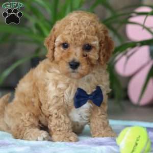 Toby, Cavapoo Puppy