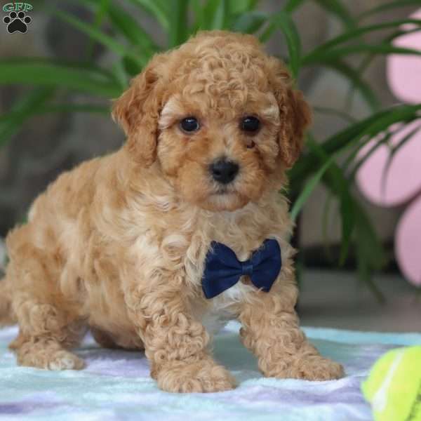Toby, Cavapoo Puppy