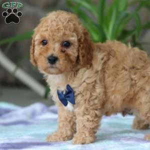 Toby, Cavapoo Puppy