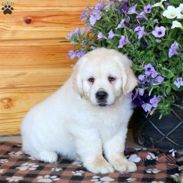 Toby, English Cream Golden Retriever Puppy