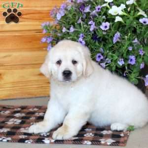Toby, English Cream Golden Retriever Puppy