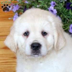 Toby, English Cream Golden Retriever Puppy