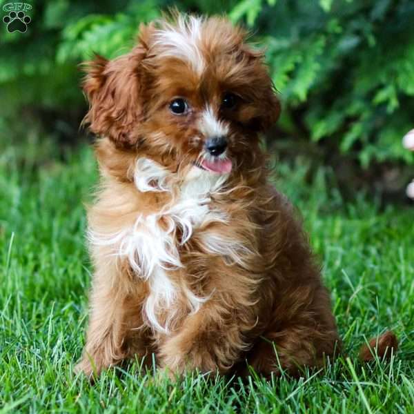 Toby, Cavapoo Puppy