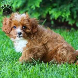Toby, Cavapoo Puppy