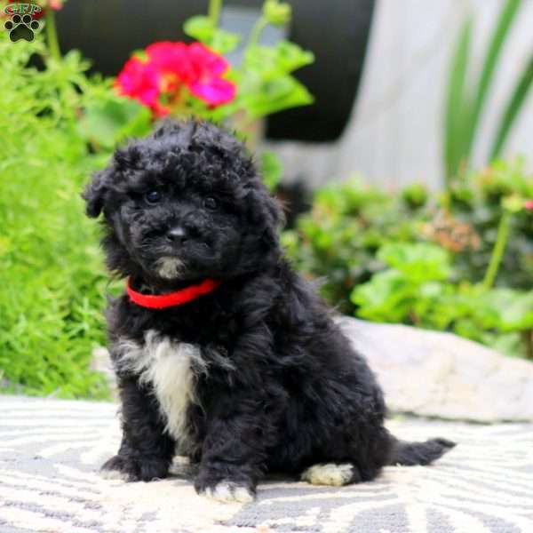 Toby, Havapoo Puppy