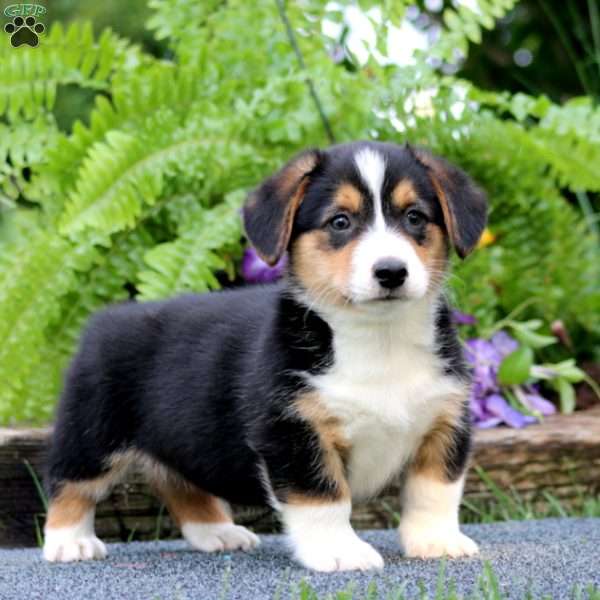 Toby, Pembroke Welsh Corgi Puppy