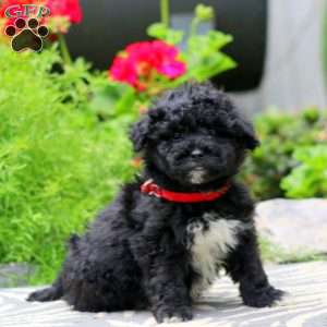 Toby, Havapoo Puppy