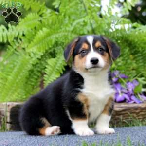 Toby, Pembroke Welsh Corgi Puppy