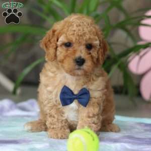 Toby, Cavapoo Puppy
