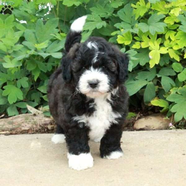 Todd, Mini Bernedoodle Puppy