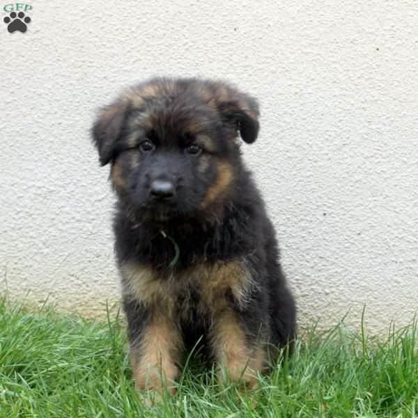 Todd, German Shepherd Puppy