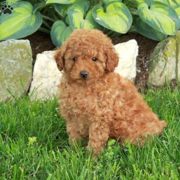 Todd, Miniature Poodle Puppy