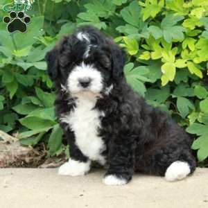 Todd, Mini Bernedoodle Puppy