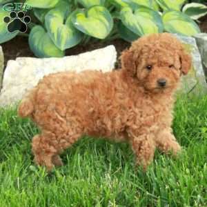 Todd, Miniature Poodle Puppy