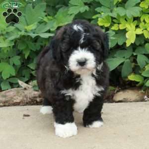 Todd, Mini Bernedoodle Puppy