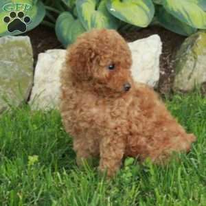 Todd, Miniature Poodle Puppy