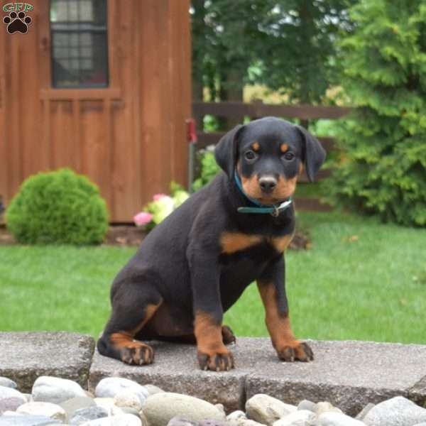 Toffee, Rottweiler Puppy