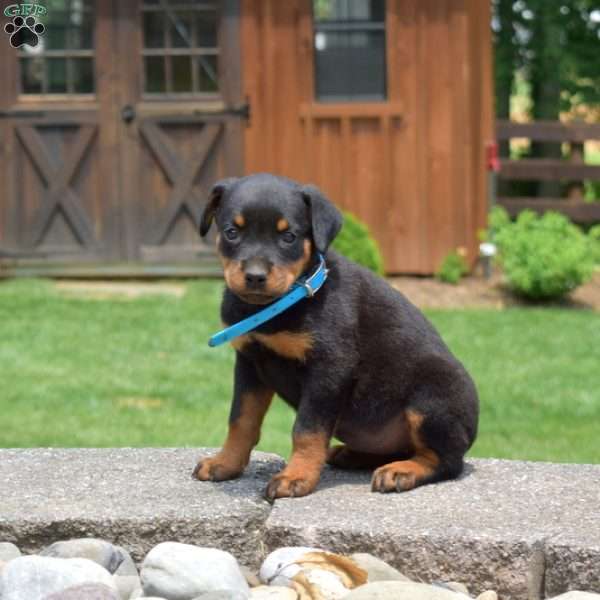 Toffee, Rottweiler Puppy