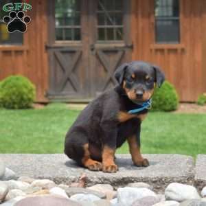 Toffee, Rottweiler Puppy