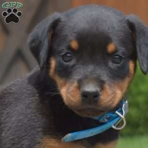 Toffee, Rottweiler Puppy