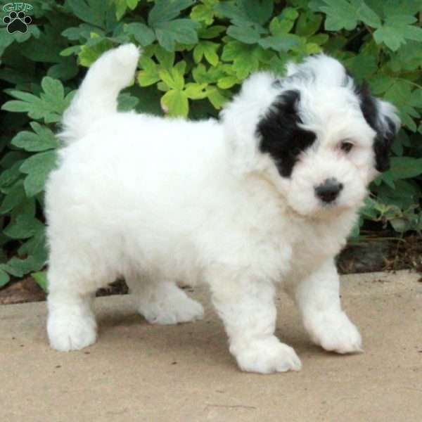Tommy, Mini Bernedoodle Puppy