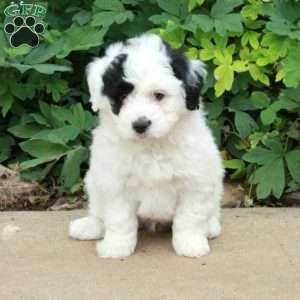 Tommy, Mini Bernedoodle Puppy