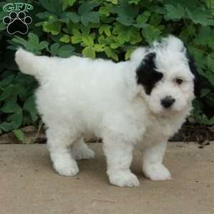 Tommy, Mini Bernedoodle Puppy
