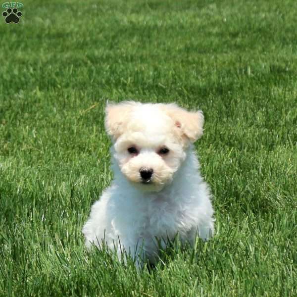 Tonya, Maltichon Puppy