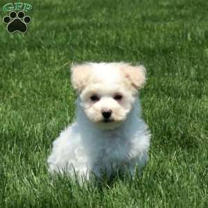 Tonya, Maltichon Puppy