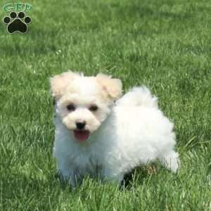 Tonya, Maltichon Puppy