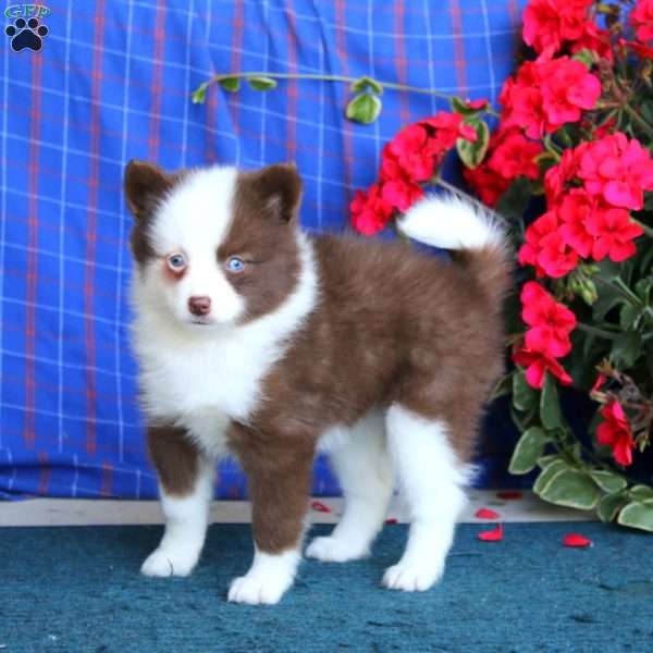 Tonya, Pomsky Puppy